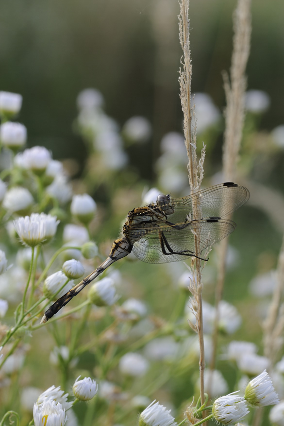 conferma orthetrum albistylum femmina